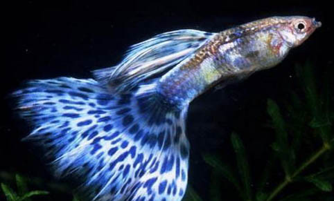 虎頭魚(yú)哪里有毒