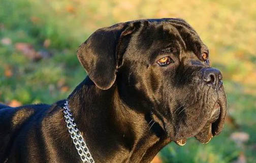 卡斯羅犬鼻子出血的原因及處理方法