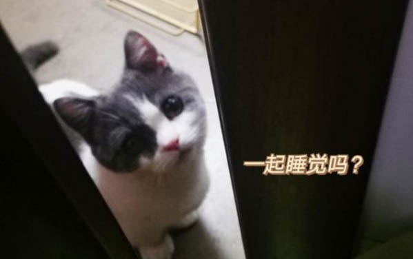 小貓后腿畸形如何處理