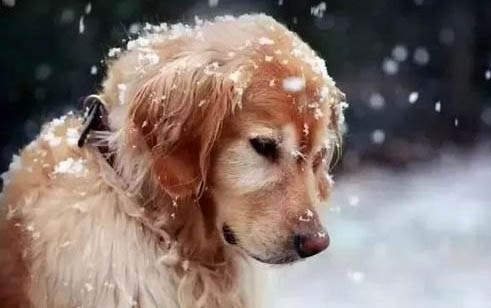 狗狗偶爾咳嗽可以打疫苗