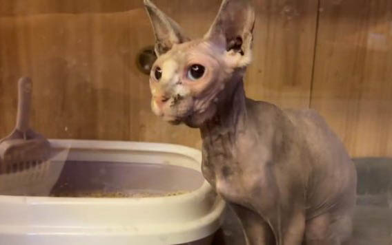 狗狗腎衰竭晚期有哪些癥狀