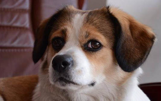 狗狗髖關節發育不良怎么治