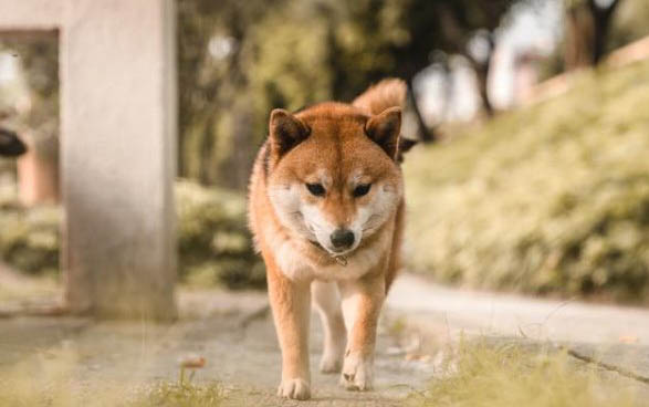 狗狗無花果可以吃嗎