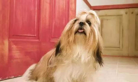 拉薩犬嘔吐不吃東西的原因及處理方法