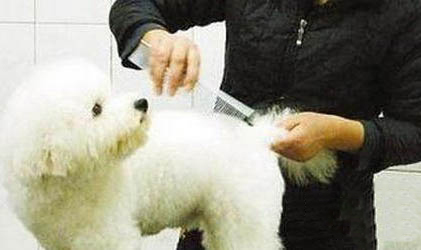 狗狗濕疹的癥狀和防治