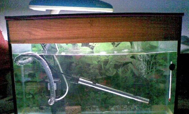 闖缸魚死了需要重新開缸嗎