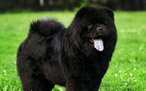 松獅犬生產后惡露多久排干凈