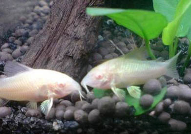 白鼠魚的飼養環境