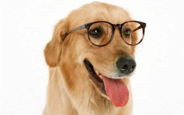 怎么確定狗狗懷孕了