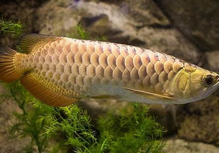 如何培養金龍魚認識主人