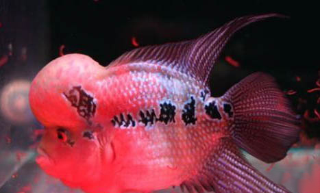 幻彩羅漢魚能長多大