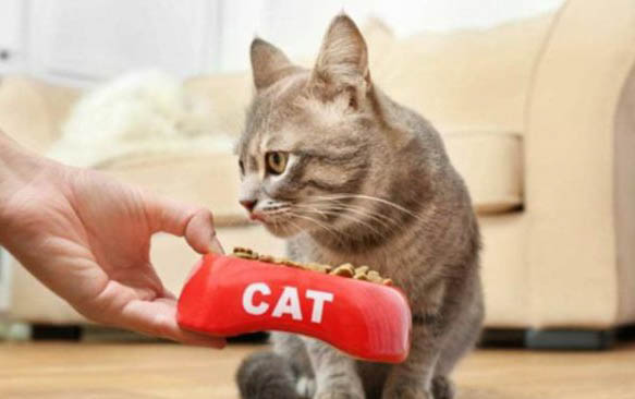 小貓飼養的方法和注意事項