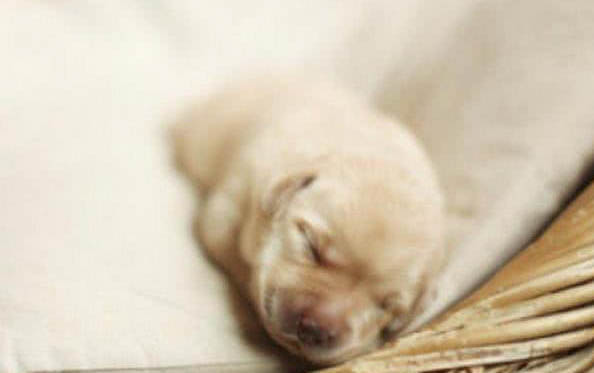 犬瘟潛伏期多久