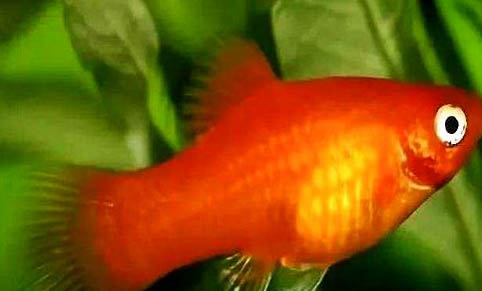 月光魚多久能長大?