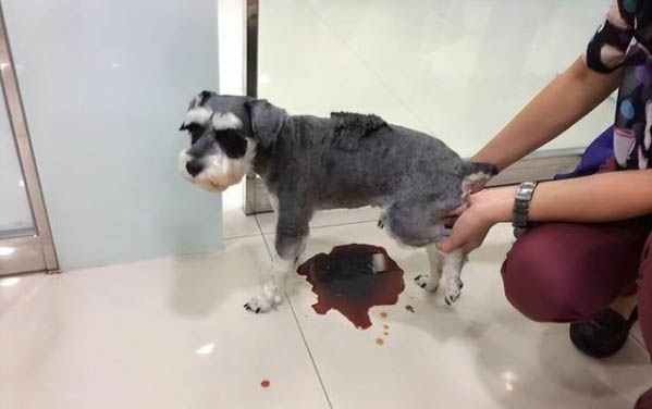 狗狗得了趾間炎了怎么辦