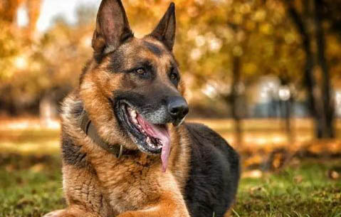 東德牧羊犬有什么缺點