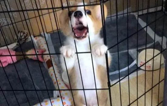 狗狗的一個前爪突然瘸了
