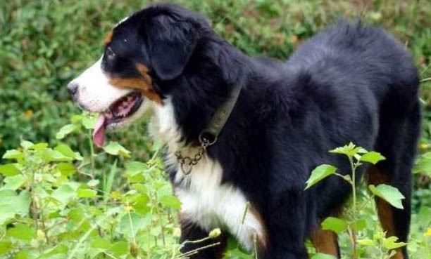 伯恩山犬哪里有賣(mài)的
