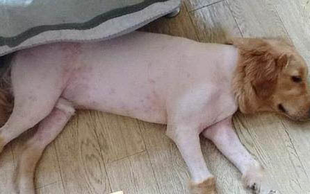 麥頓天然狗糧咋樣啊