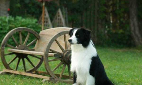 冰島牧羊犬骨折癥狀有哪些