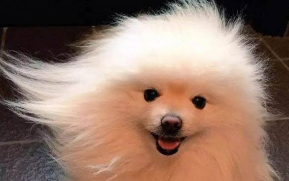 博美狗狗性格怎么樣啊