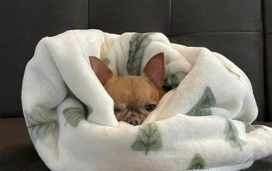 狗狗懷孕初期癥狀