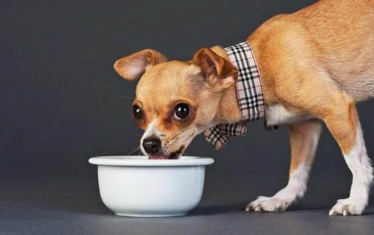 狗狗每天早上嘔吐怎么回事