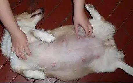 狗狗晚上老叫怎么辦