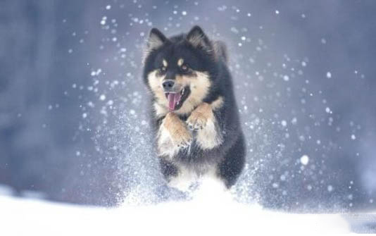 阿拉斯加幼犬得了細小怎么辦