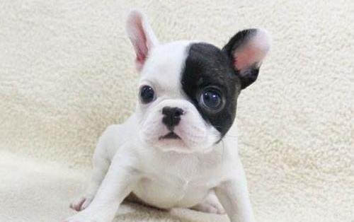 法國(guó)斗牛犬和英國(guó)斗牛犬哪個(gè)好