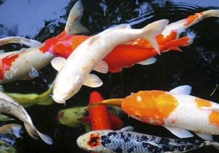 養(yǎng)錦鯉需要開燈嗎