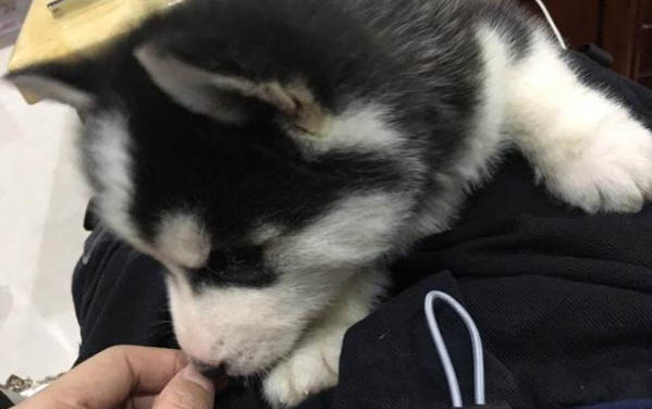 小狗肚子脹氣如何消除