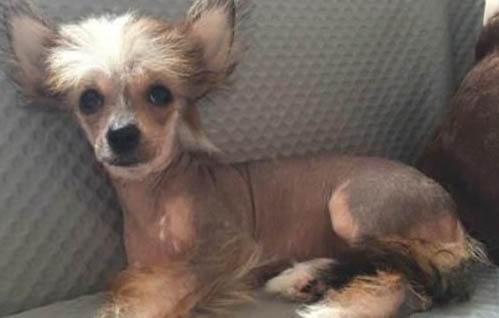 冠毛犬來自哪個國家