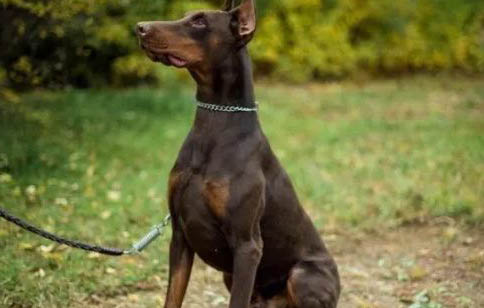 杜賓犬適合家庭養嗎
