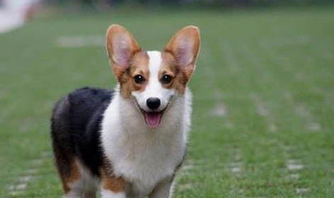 三個月柯基犬瘟熱治得好嗎