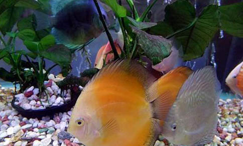 金魚有哪些種類