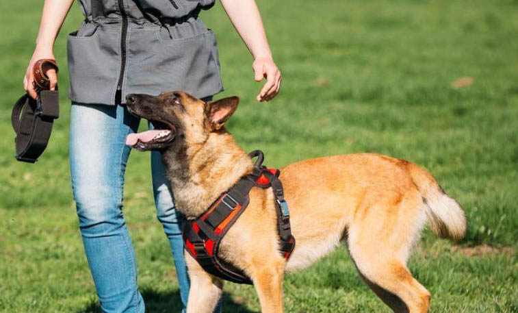 馬犬和德牧雜交下后代