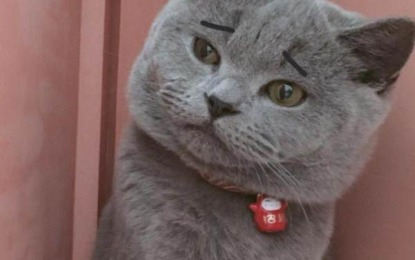貓的應激反應表現在哪些方面?