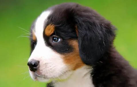 伯恩山犬口吐白沫的原因及處理方法