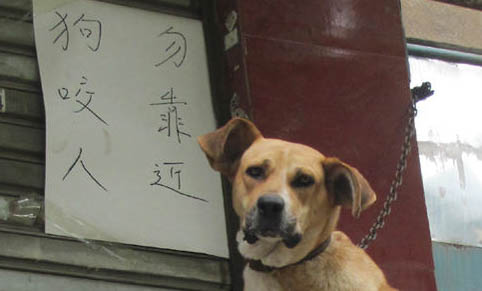 狗狗拉蟲子又細又長會不會死