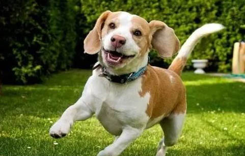 比格犬哪里有賣