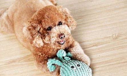 中型貴賓犬多少錢一只