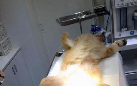狗狗會換牙嗎？