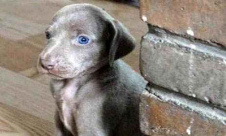 博伊金獵犬眼睛有眼屎的原因及處理方法