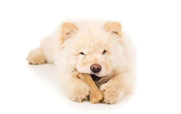 德國(guó)長(zhǎng)毛指示犬的原產(chǎn)地在哪里