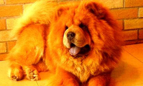 松獅犬的優缺點有哪些?