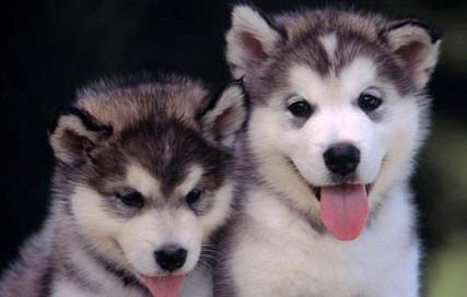 犬瘟出現抽搐還能活多久