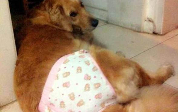 如何預防狗狗出現蜱蟲