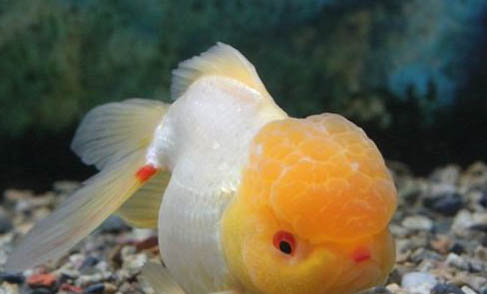 釣魚早上釣深水好還是淺水好