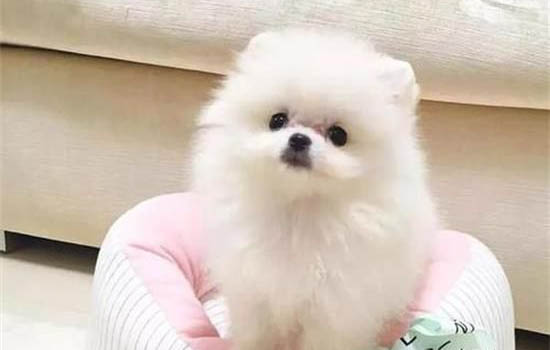 純種博美犬大概多少錢一只